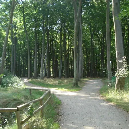 Kuestenwald - Klatschmohn Muritz